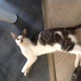 Picture of cat lost at Saint Congard