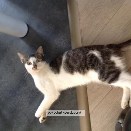 Photo 1/1 FLAUBERT Chat lost in Saint congard