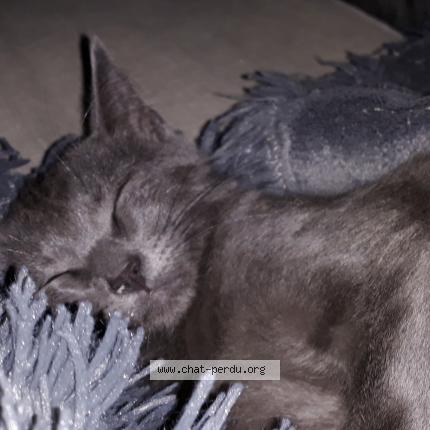 Photo 1/1 Oscar Chat lost in Breviandes