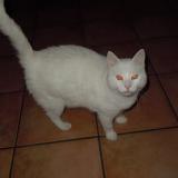 Picture of cat lost at Longuenesse