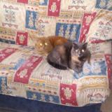 Picture of cat lost at Blois