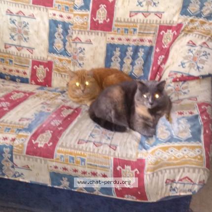 Photo 1/1 Canelle Chat lost in Blois