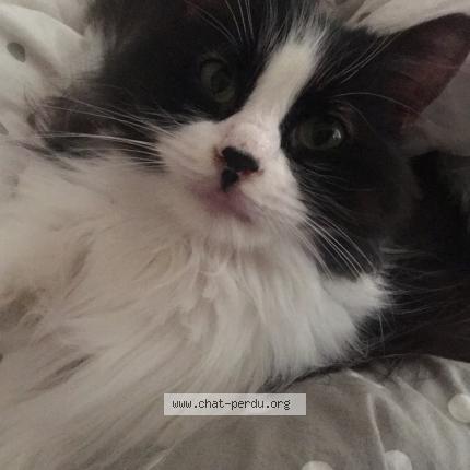 Photo 1/2 Pagaja Chat lost in Paris