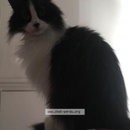 Photo 2/2 Pagaja Chat lost in Paris