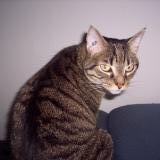 Picture of cat lost at Periers