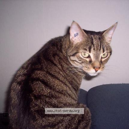 Photo 1/1 Felix Chat lost in Periers