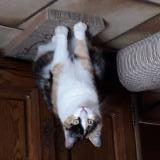 Picture of cat lost at Aiguillon