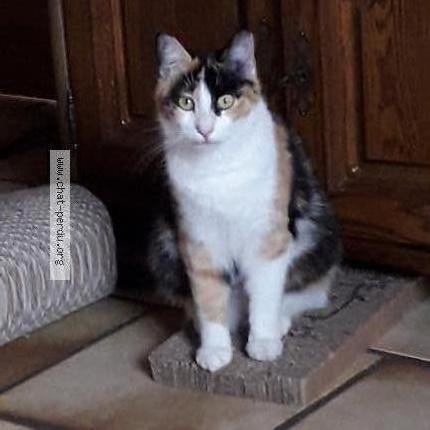 Photo 1/1 Lily Chat lost in Aiguillon