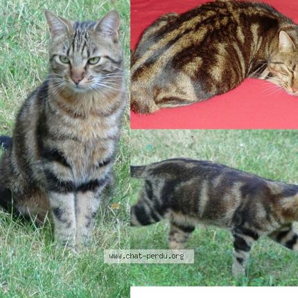 Photo 1/1 Toumai Chat lost in Montanay