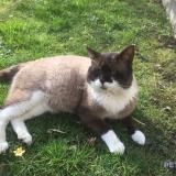 Picture of cat lost at Le Havre