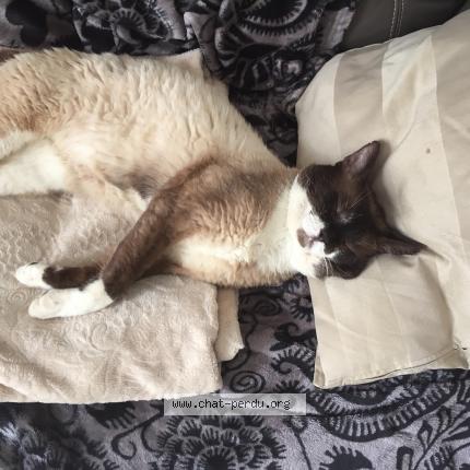 Photo 2/5 Haribo Chat lost in Le havre