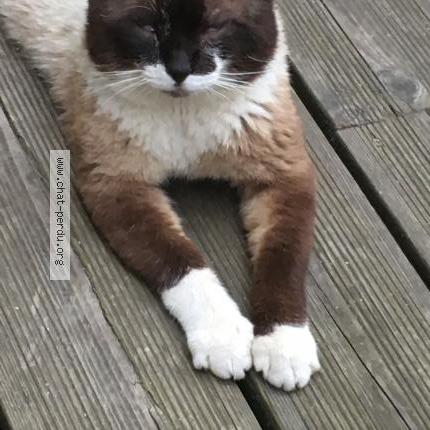 Photo 3/5 Haribo Chat lost in Le havre