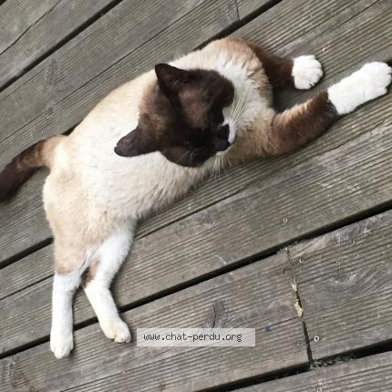 Photo 4/5 Haribo Chat lost in Le havre