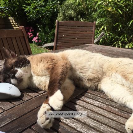 Photo 5/5 Haribo Chat lost in Le havre