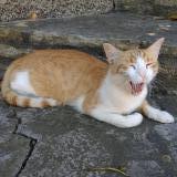 Picture of cat lost at Martigues