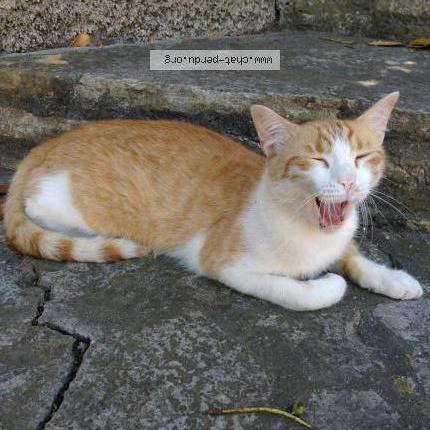 Photo 1/1 Rouky Chat lost in Martigues