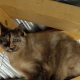 Picture of cat lost at Aillevillers Et Lyaumont