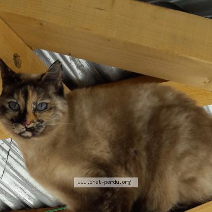 Photo 1/1 LUNE Chat lost in Aillevillers et lyaumont