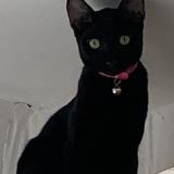 Picture of cat lost at Dzaoudzi Labattoir