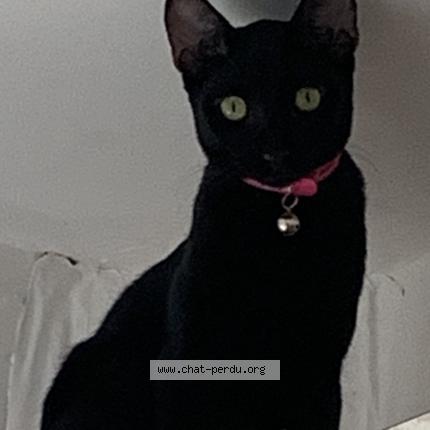 Photo 1/1 Oup’s Chat lost in Dzaoudzi labattoir