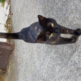 Picture of cat lost at Labourse