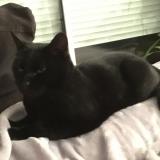 Picture of cat lost at Lens