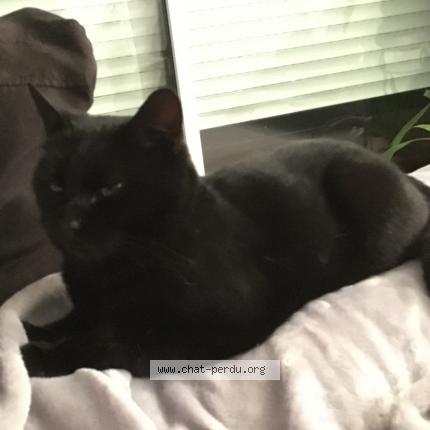 Photo 1/1 Zorro Chat lost in Lens