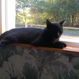 Picture of cat lost at Mezeray