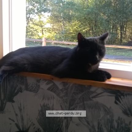 Photo 1/1 M&eacute;c&egrave;ne Chat lost in Mezeray