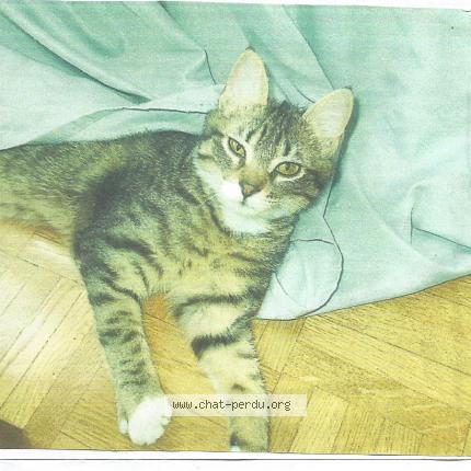 Photo 1/1 Caline Chat lost in Saint etienne loire