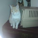 Picture of cat lost at La Teste De Buch