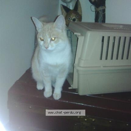 Photo 1/1 DEX Chat lost in La teste de buch