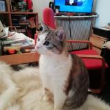 Picture of cat lost at Crosne