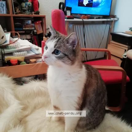 Photo 1/1 Cocaïne Chat lost in Crosne