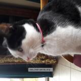 Picture of cat lost at Port Grimaud