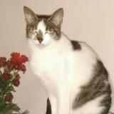 Picture of cat lost at Villevallier