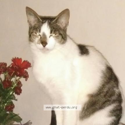 Photo 1/1 Minette Chat lost in Villevallier