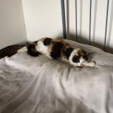 Picture of cat lost at Hasparren