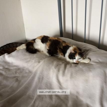 Photo 1/1 Kathleen Chat lost in Hasparren