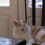 Picture of cat lost at Hasparren