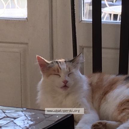 Photo 1/1 Patty Chat lost in Hasparren