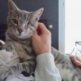 Picture of cat lost at Meze