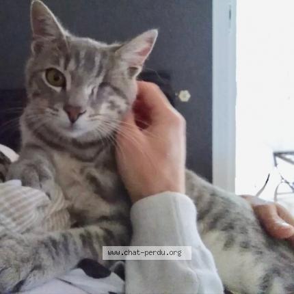 Photo 1/1 Jack Chat lost in Meze