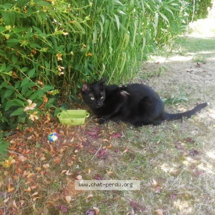 Photo 1/1 Balthazar Chat lost in Gif sur yvette