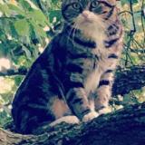 Picture of cat lost at La Crau