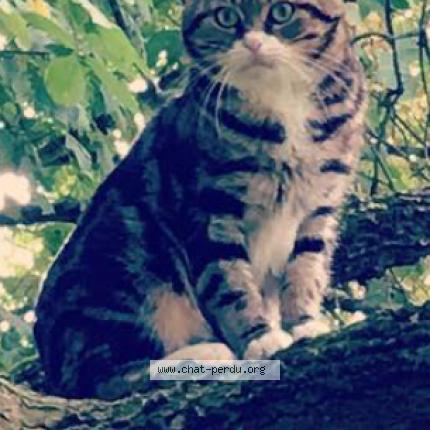 Photo 1/1 Zoro Chat lost in La crau