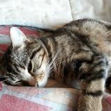 Picture of cat lost at Saint Haon