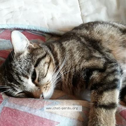 Photo 1/1 Nougat Chat lost in Saint haon