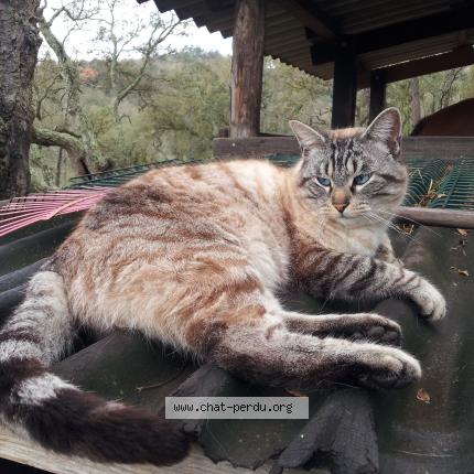 Photo 1/1 Oscar Chat lost in Chasseneuil sur bonnieure