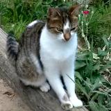 Picture of cat lost at Saint Genis Laval